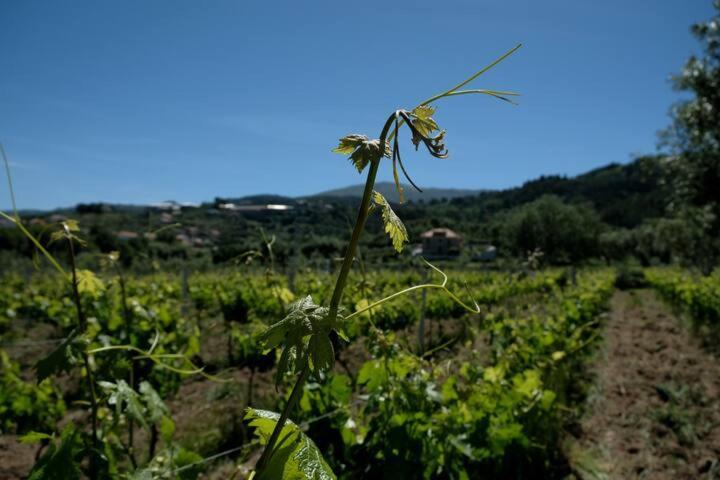 Vila Quinta De Vodra Seia Exteriér fotografie